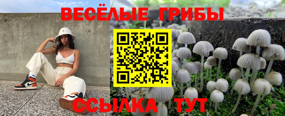 Галлюциногенные грибы Psilocybine cubensis  Вход с VPN  Кандалакша 
